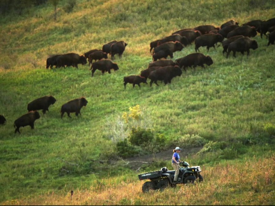 Bison herd moving across the restored prairie at Nachusa Grasslands