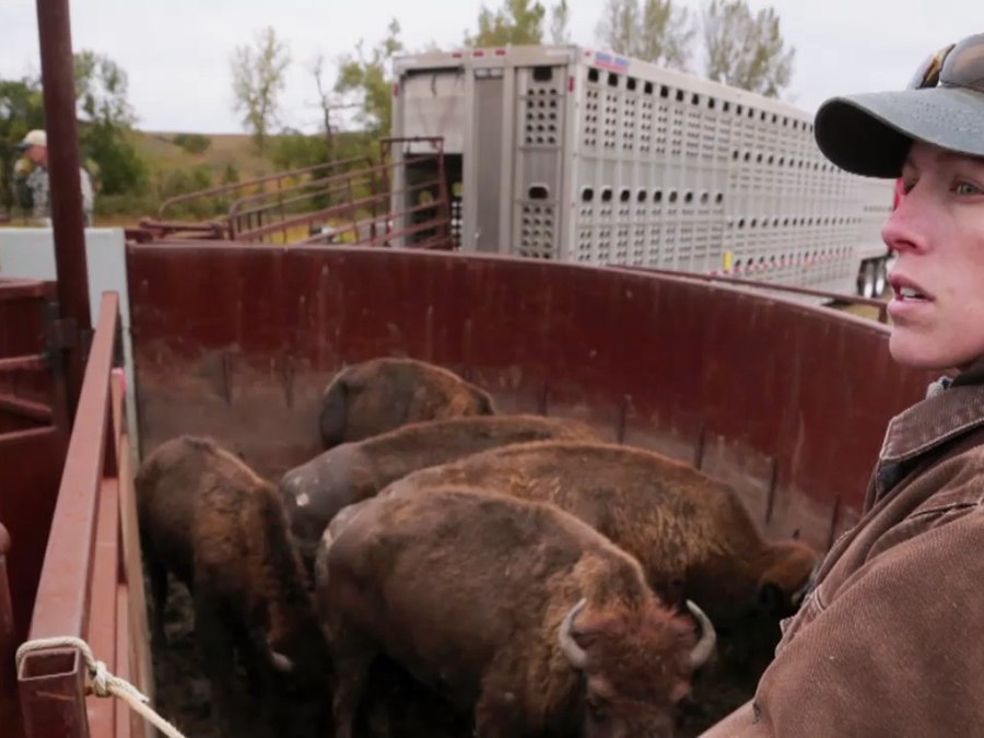Bison being moved through a handling chute during the Nachusa Grasslands herd transfer