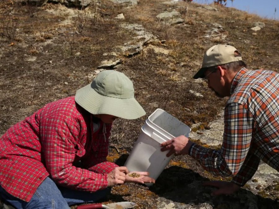 Researchers collecting native seed on the prairie ahead of the bison's return