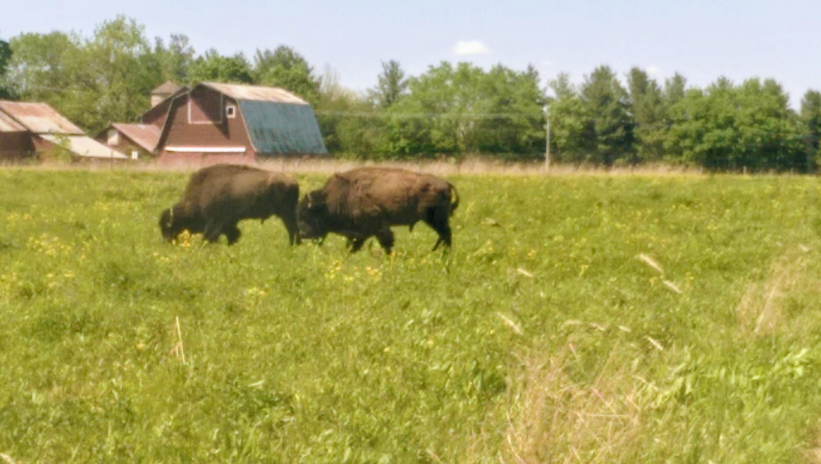 Bison on restored prairie